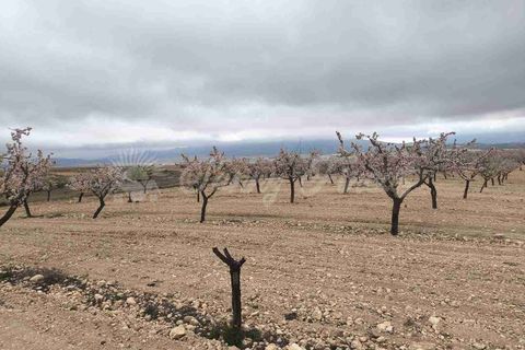 Helårsgrund i Yecla, Murcia, Yecla - € 45.000 | Ref: SF0565 - foto 12